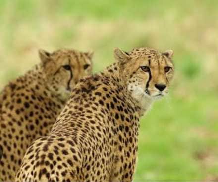 cheetah india namibia new name nagpur