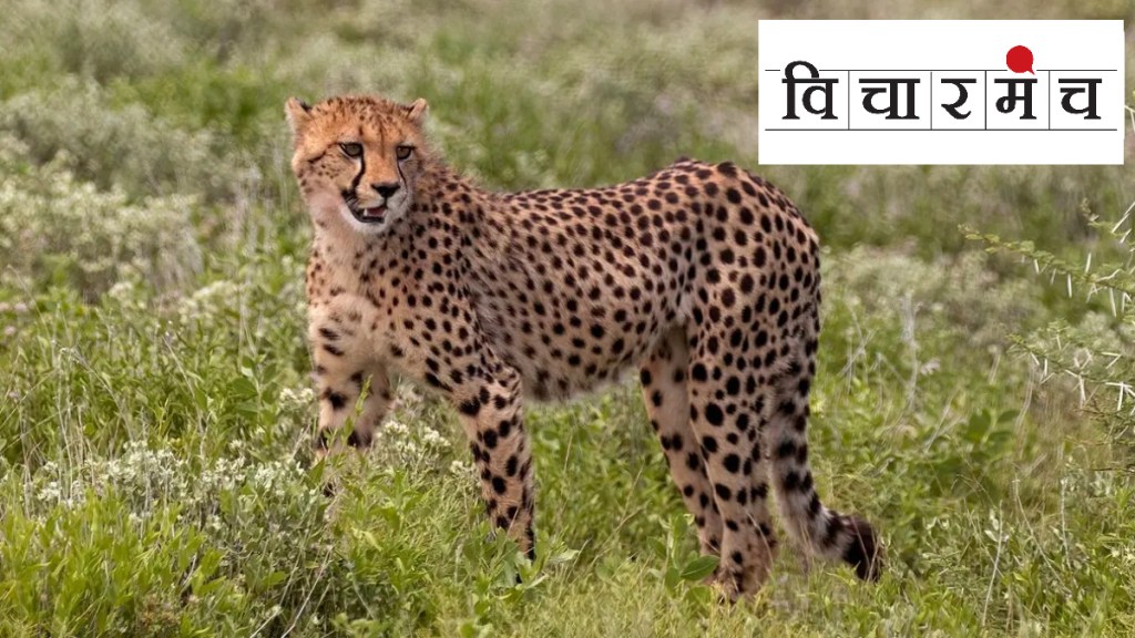 cheetahs, Namibia, Kuno National Park, Forest officials, Sasha, Wildlife Institute of India