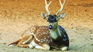 Six deer meat seized Malegaon nashik