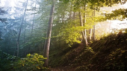 forest land diverted