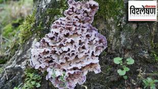fungus decease of plants to human