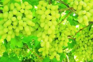 grapes in apmc market