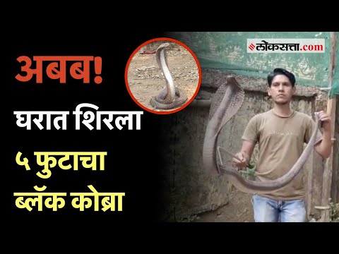 Black Cobra found in Kalyan: कल्याणमध्ये आढळला ब्लॅक क्रोबा; सर्पमित्रांनी असं दिलं जीवनदान