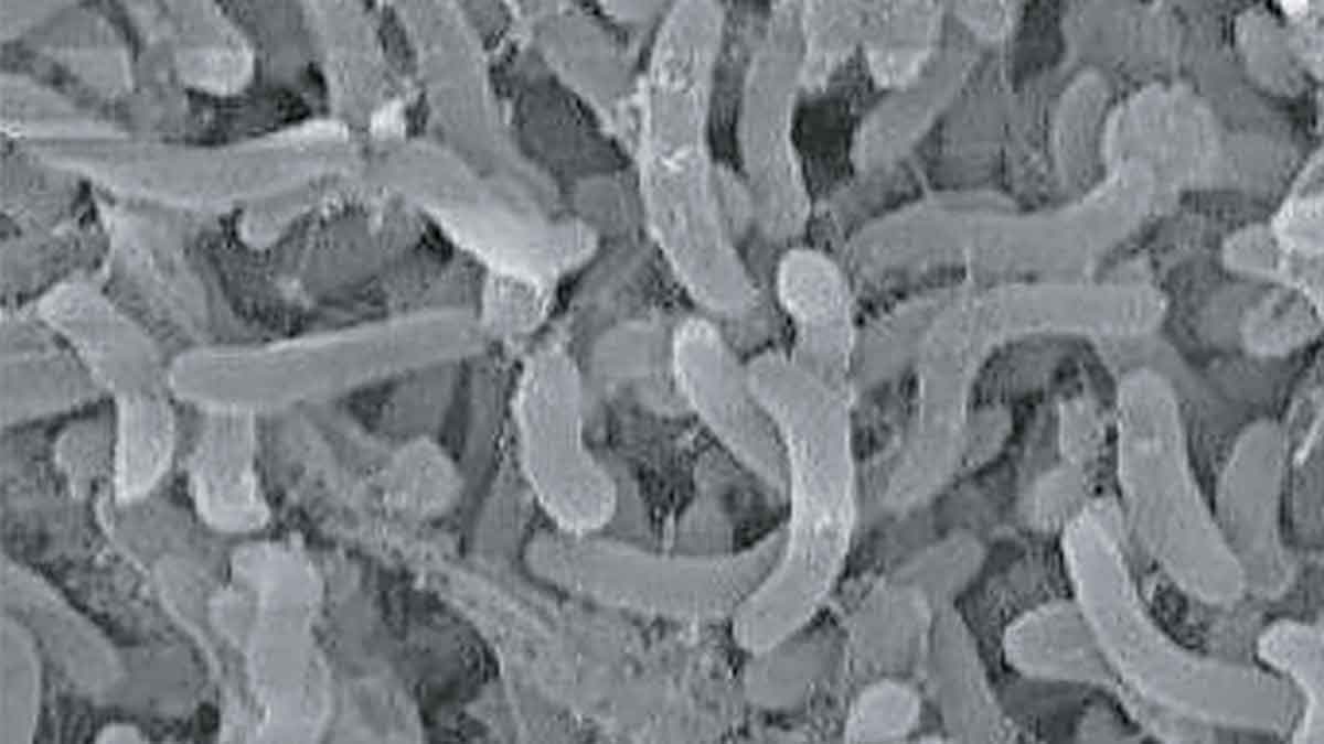 decomposition in the ocean