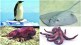 kutuhal Medicines from marine animals सागरी प्राण्यांपासून औषधे