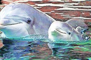 कुतूहल : जागतिक डॉल्फिन दिन kutuhal dolphine