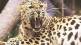 Death female leopard chandrapur district
