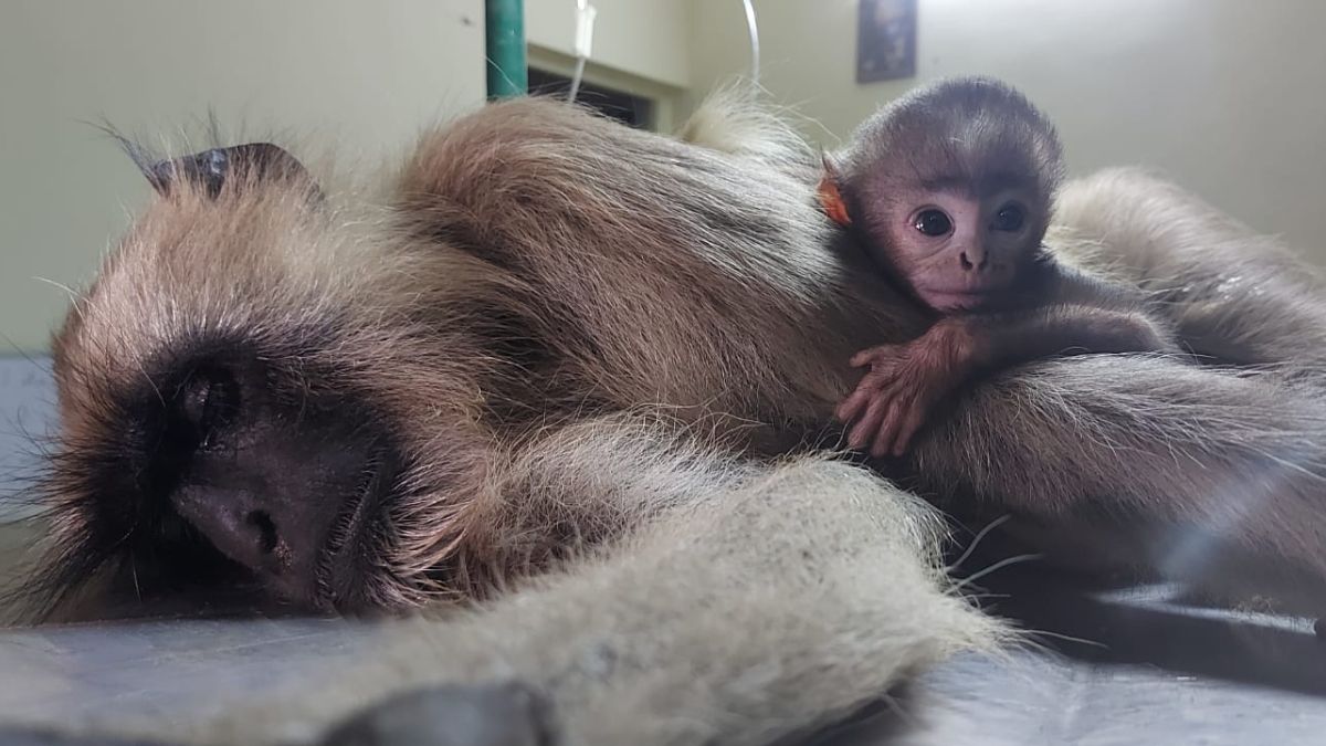monkey death