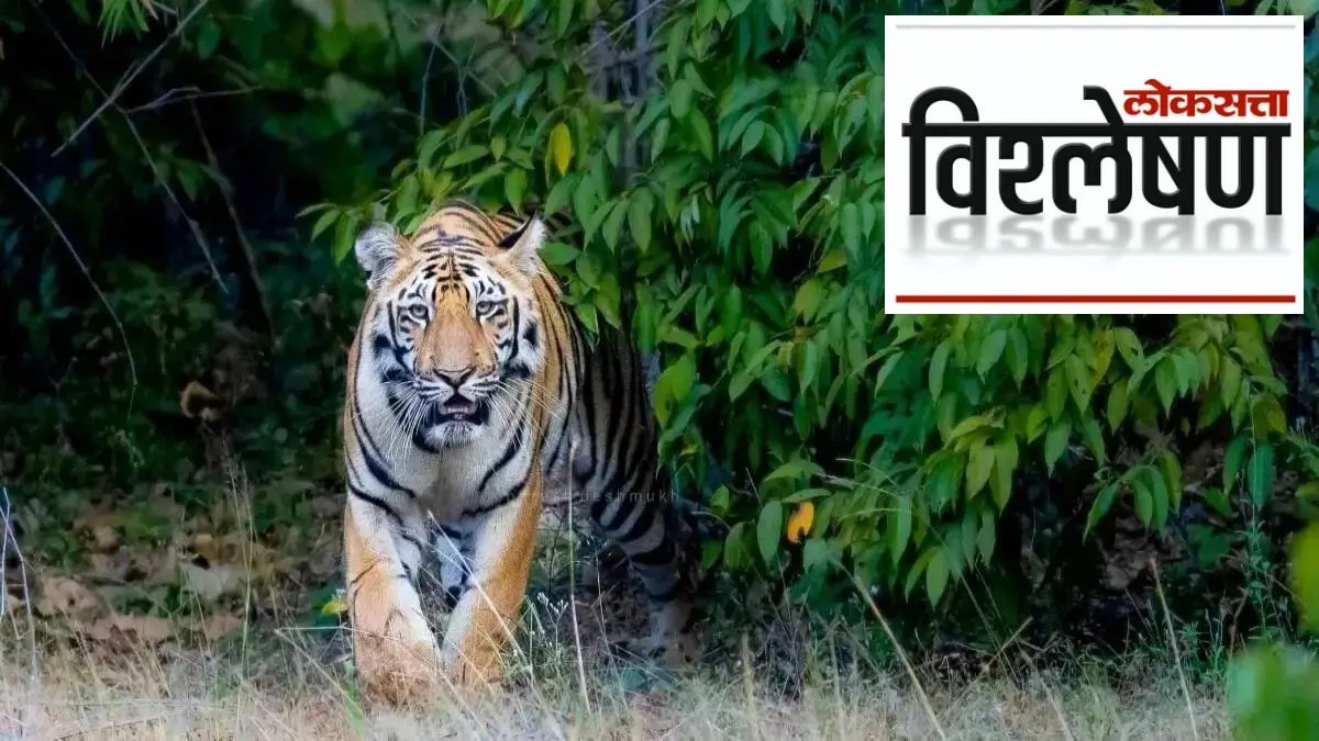 Tigers