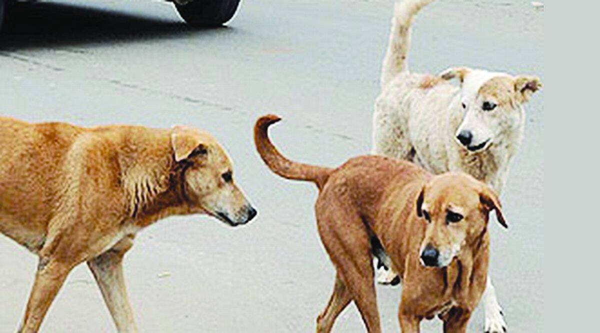 Dog died Kalyan