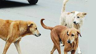Dog died Kalyan