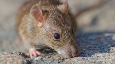 rat murder in up