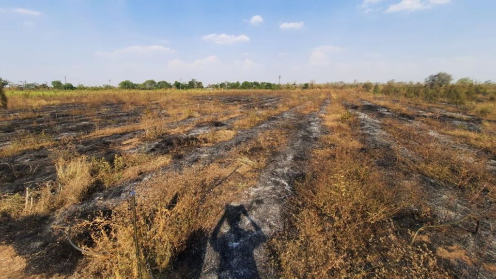 sandalwood trees are consumed by fire