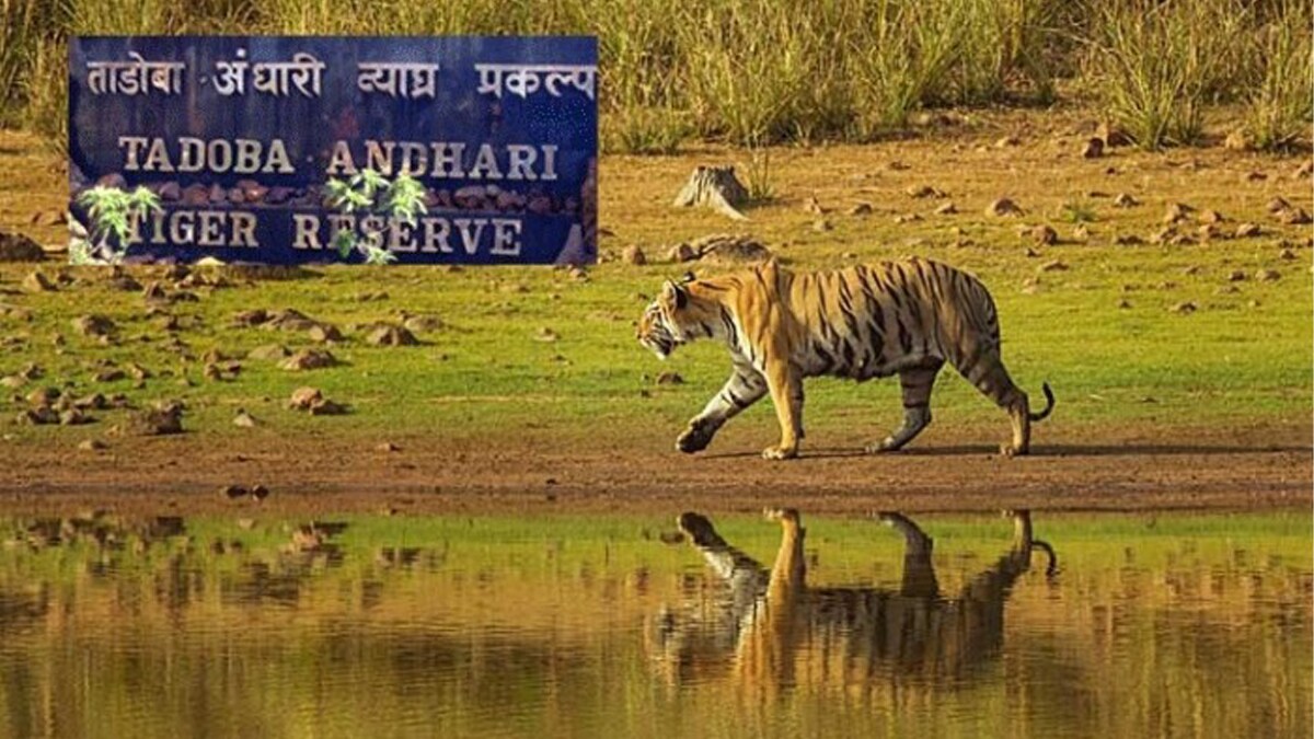 tadoba time change heat chandrapur