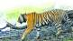Security guard killed in tiger attack chandrapur