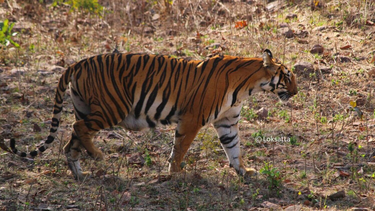 tigress tadoba injured chandrapur