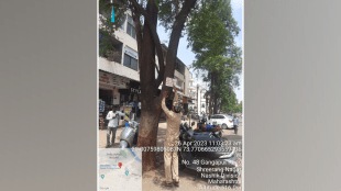 Crimes 20 establishments nailing trees Nail-free tree campaign municipal garden department nashik