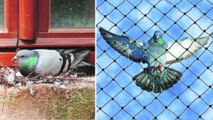 vr2 pigeon