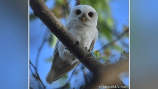 photograph rare white owl nagpur
