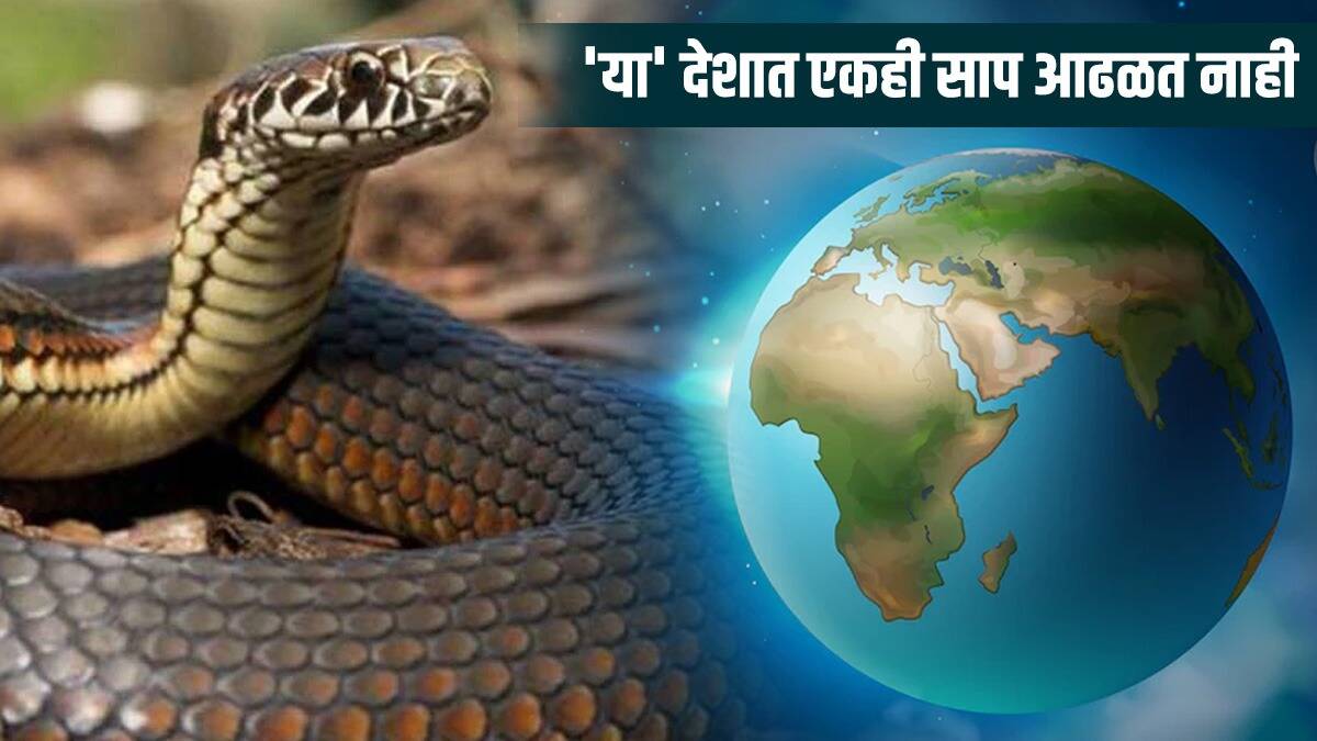 दुसरीकडे, जगात अशीही काही ठिकाणं आहेत जिथे साप दिसत नाही.