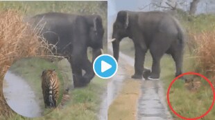 Video Tiger hides from elephant herd After Listening To Loud Shouting viral Clip amazes internet People Say Better Than Human