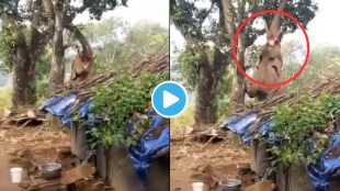IFS Officer Share 4000 kg Elephant Climbing On Tree To Pick Fruits Video Stuns Netizens Viral Trending News Today