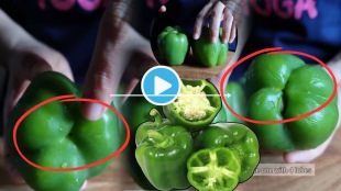 Video How To Choose Best Capsicums As Per Lobes At The Bottom Which Shows Gender Sweetness And Quality Did You Know