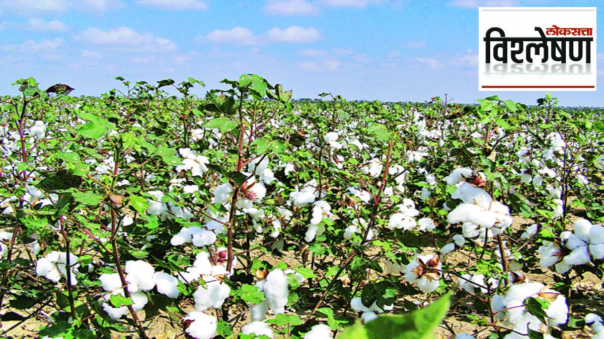 विश्लेषण पांढऱ्या सोन्याचा शेतकऱ्यांना दिलासा? Analysis of Cotton