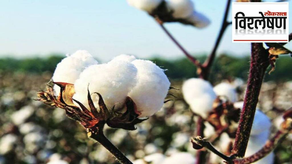 Cotton Kapus
