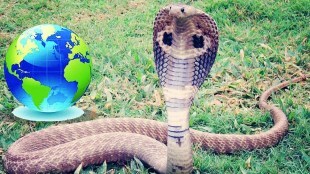 Country Without Snakes in World