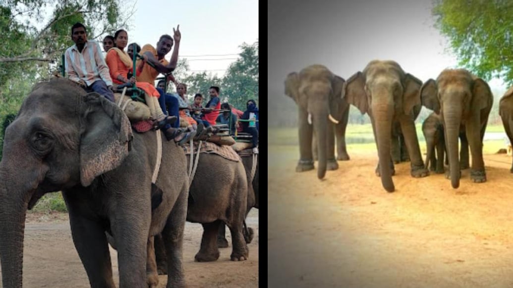 Elephants