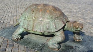 Hindu Temples_Tortoise_Vastu Shastra_Loksatta