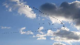 Why Bird Fly In V Shape