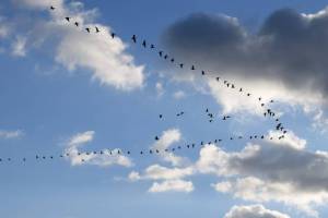 Why Bird Fly In V Shape