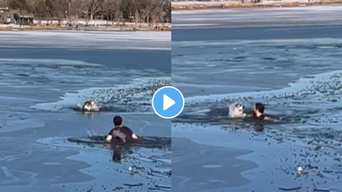 Video कुत्र्याला वाचवण्याच्या नादात मृत्यृच्या दारात पोहचला, शेवटी