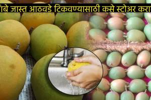 Perfect Ways To Store Mangoes For Longer Shelf Life How To Make Mango Ripe Faster Easy Summer Kitchen Tips
