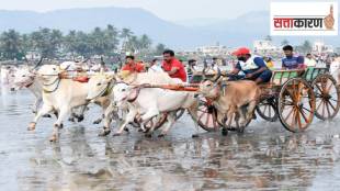 bullock cart competitions Raigad