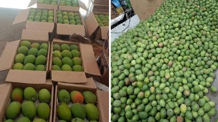 Hapus mangoes cheap