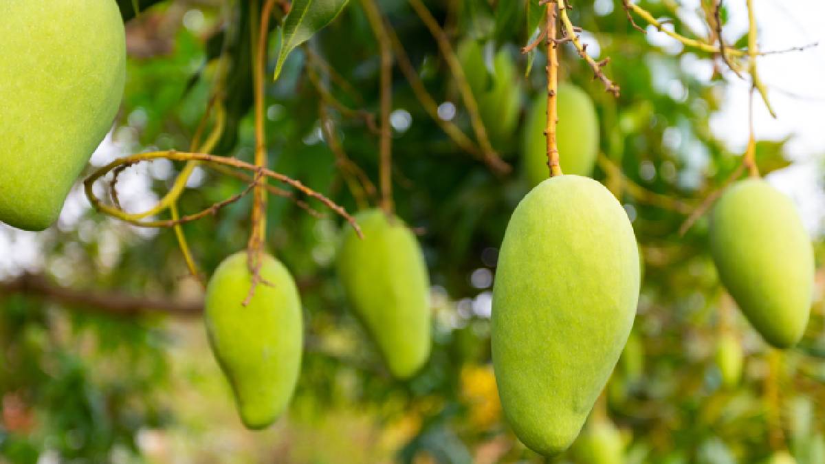 rare mango tree