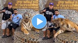 tiger viral video