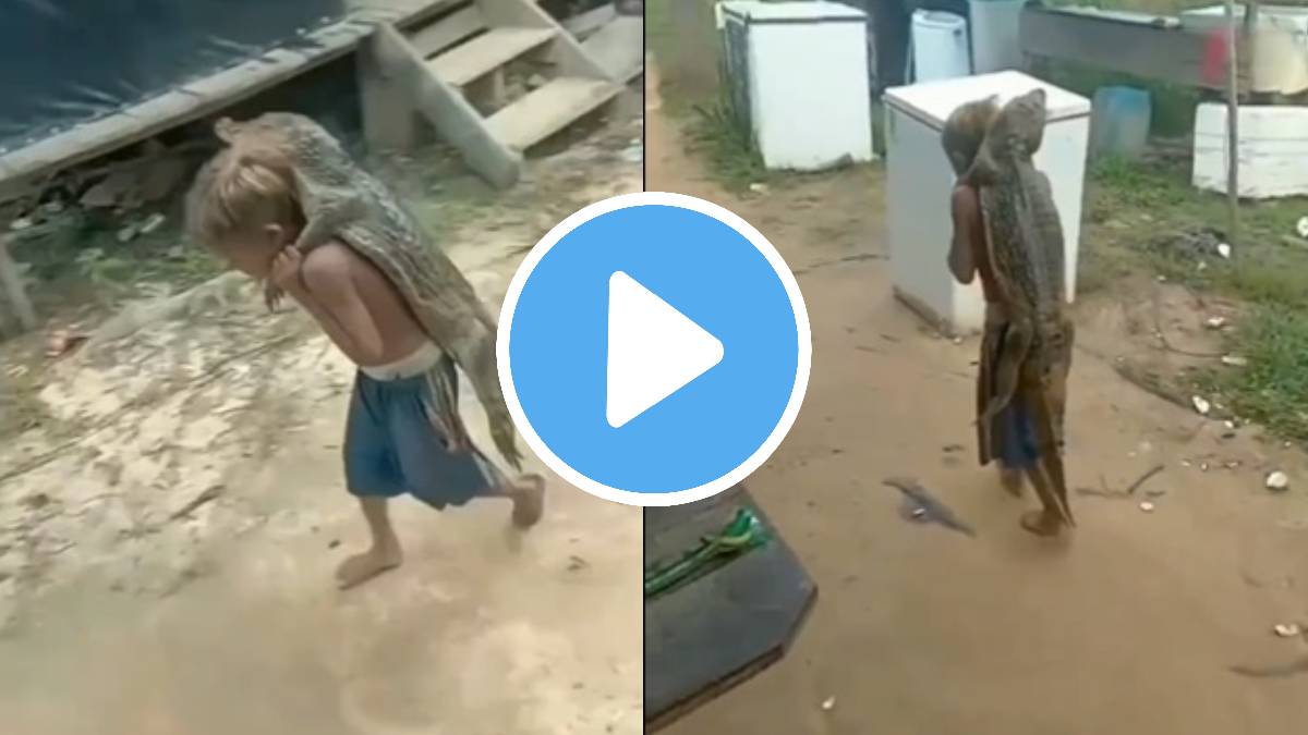 crcodile viral video