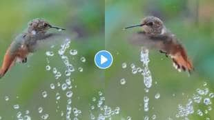 Hummingbird Plays with Water Fountain