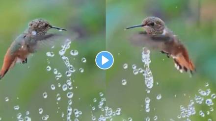 Hummingbird Plays with Water Fountain