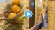 Roshogolla rolls video