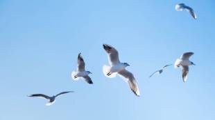 uks mr chips chippy company recruiting for job to drive away the birds