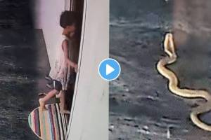 viral video of snake girl come near it but save life by difference of some second shocking wild life video