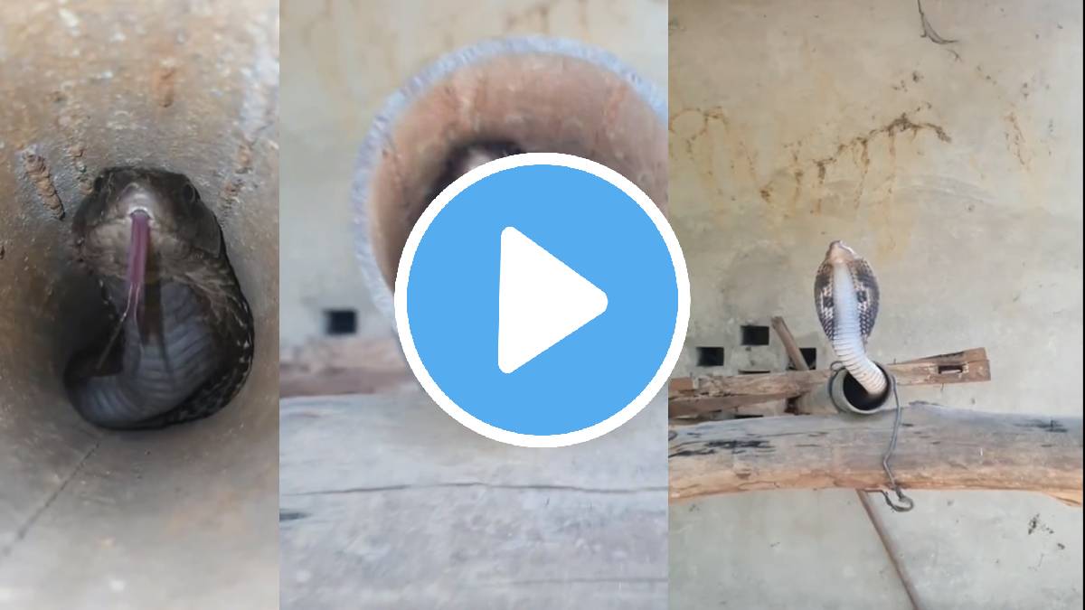 king cobra viral video snake hide in old pipe watch cobra rescue viral