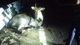 Nilgai accident on samruddhi highway