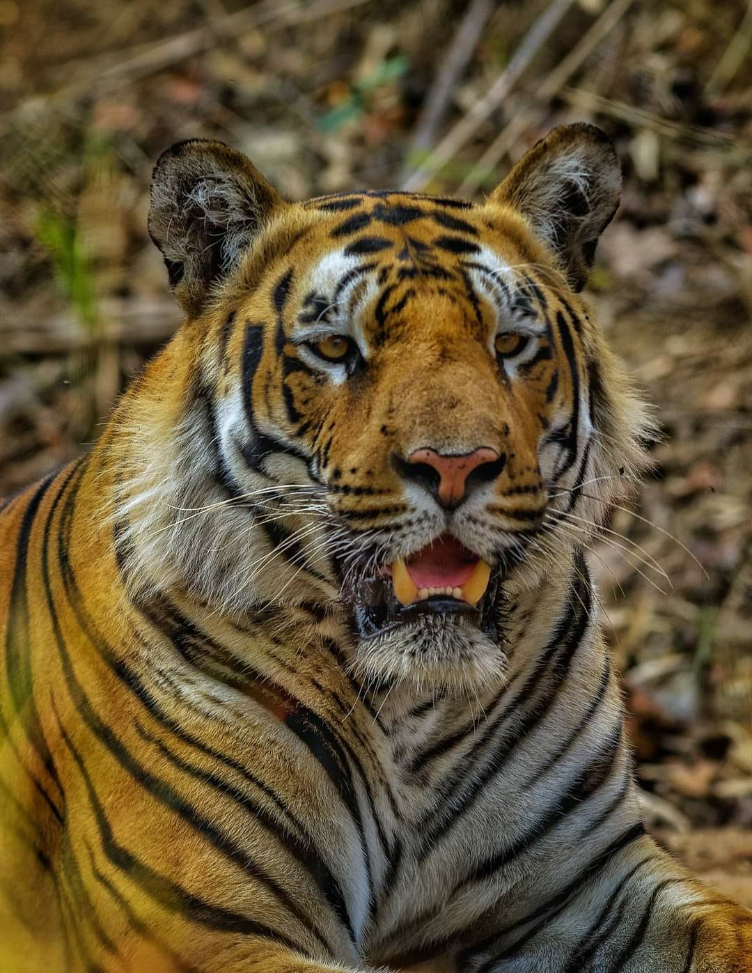 Raka Tiger Information Photos