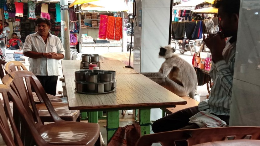 table is book for monkey